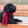 of the velvetycurls profile