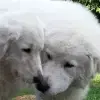 Gioia della maremma profile