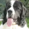 vom Ferbiggrund profile