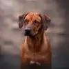 SHUKRANI profile