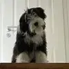 Flirty Fluffs profile