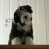 Flirty Fluffs profile