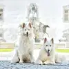 Lords of white mountain profile