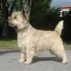 Glenmore's profile