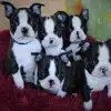 Barking Bat's of Ratisbon profile