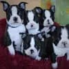 Barking Bat's of Ratisbon profile
