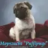 von den Puffipugs profile