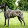 Black Bountys profile