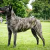 Black Bountys profile