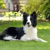 von den Traumpfoten profile