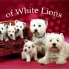 of White Lions profile