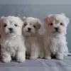 Wonder of Love profile