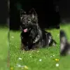 von Besima profile