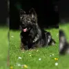 von Besima profile