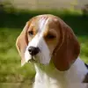 von der Geierswacht profile