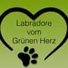 Labradore vom Grünen Herz  profile