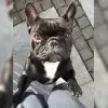 vom Schieferhof profile