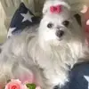 White Darling of my Heart profile
