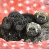 Bonbon Factory’s profile