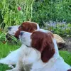 von den Nordmeeren profile