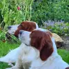 von den Nordmeeren profile