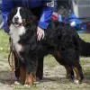 vom Eißendorfer Forst profile