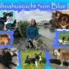von Blue Ice profile