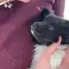 Great Souls on Crazy Paws profile