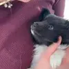 Great Souls on Crazy Paws profile