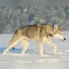 Whitefang's ... of Angou Loup's Mountain profile