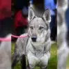 von Isegrims Erben profile