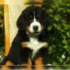 von der Liebfrauenheide profile