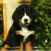 von der Liebfrauenheide profile