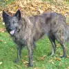 Hüter des Nordens profile