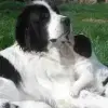 vom Köllerhof profile