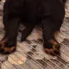 Rottweiler vom Alten Zollhaus  profile