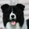 Simaro profile