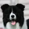 Simaro profile