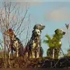 von Oakwood-Forest profile