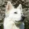 aus dem Elbenland profile