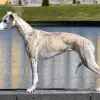 Sabiih al Sahra profile