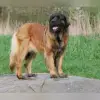 Löwe vom Nixstein profile