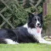 Joyful Dog Life profile