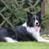 Joyful Dog Life profile