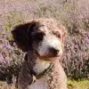 Patas Alegres profile
