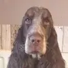 Jonah’s Dream profile