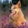Jarrahdale profile