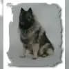 Vom Daxstein profile