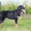 vom Riedemoor profile