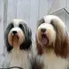 Nobility profile